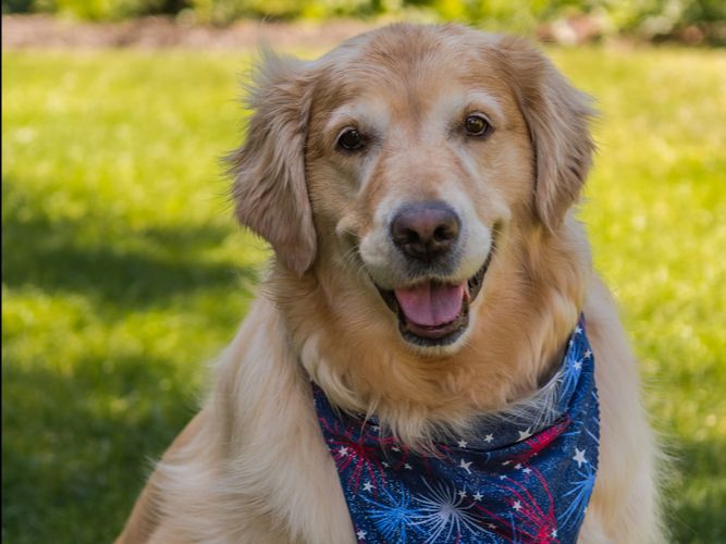Featured image showing a golden lab with a red white and blue bandana sitting on the grass looking happy.