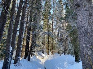 Featured image showing beautiful snow on Tahoe Pines in Lake Tahoe.