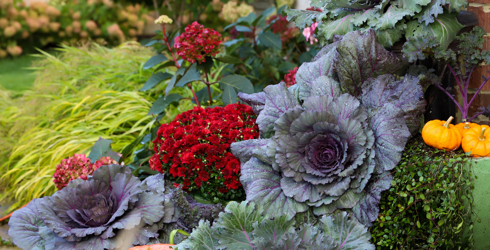 Featured image showing a fall garden with hardy blooms like mums and ornamental kale